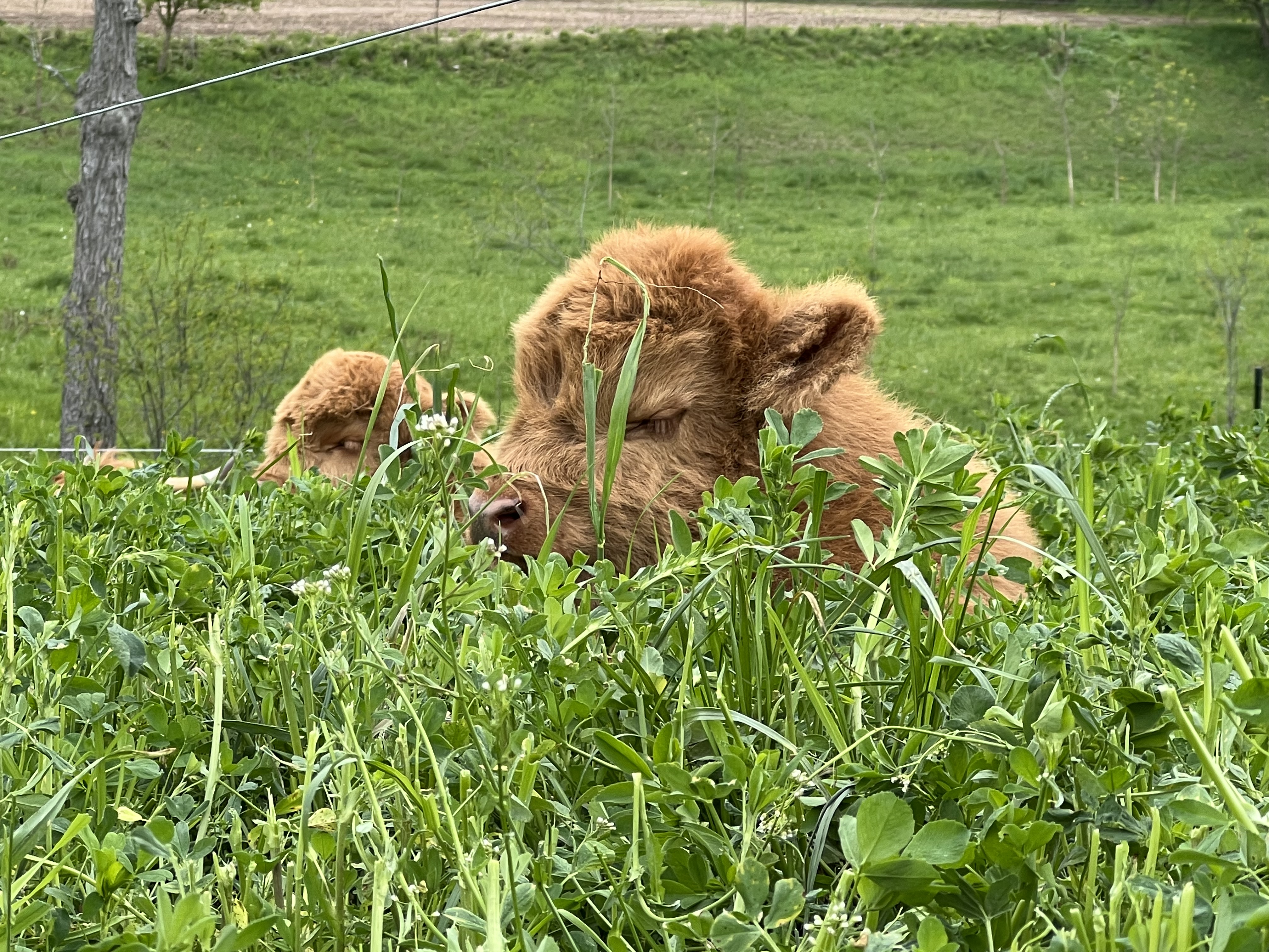 springer lake farms highland cow