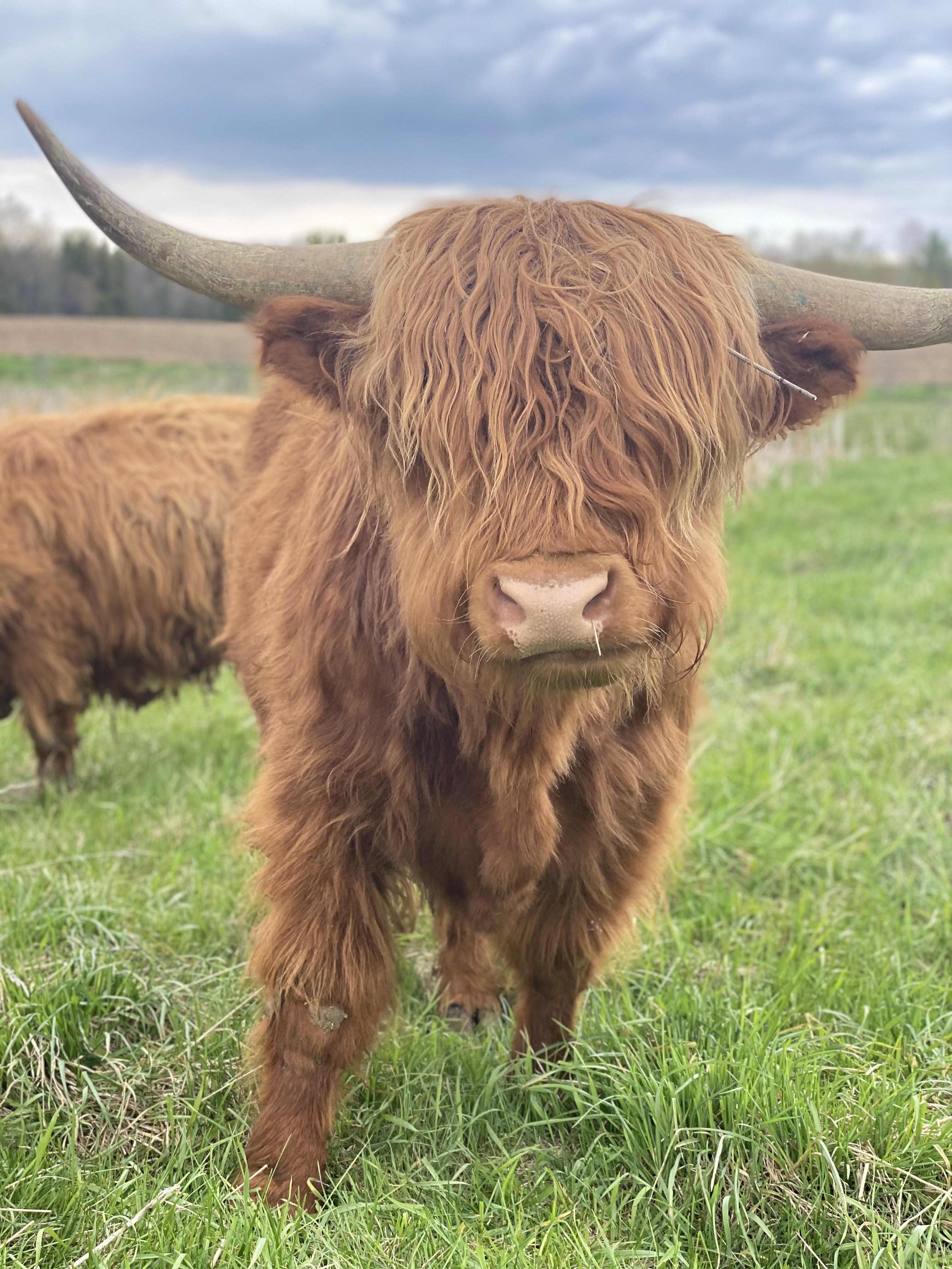 Springer Lake Farms Cow